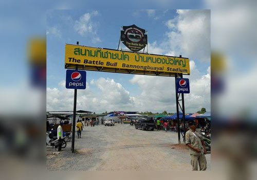 แทงวัวชน