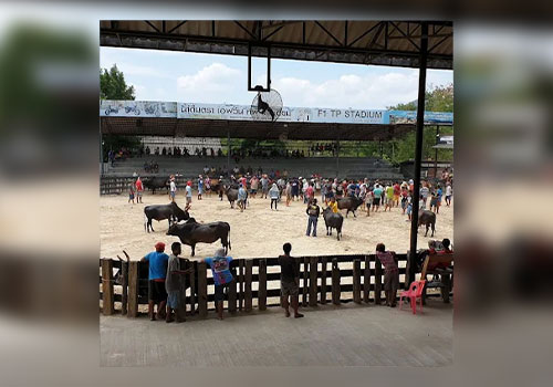 สนามวัวชน2