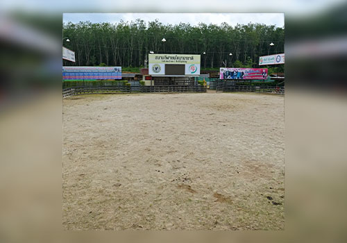 สนามวัวชน3